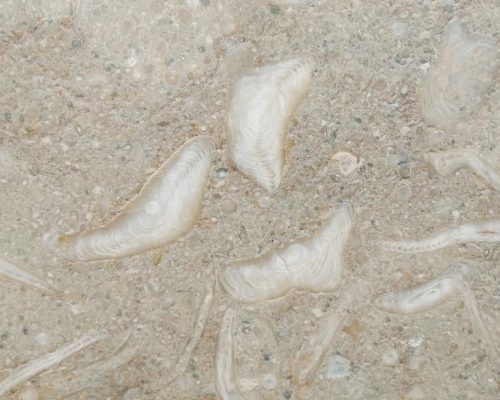 Piedra caliza con fósiles - Gris Osiris Grey - Natural stone with fossils